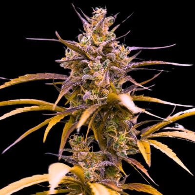 Marihuana de colores