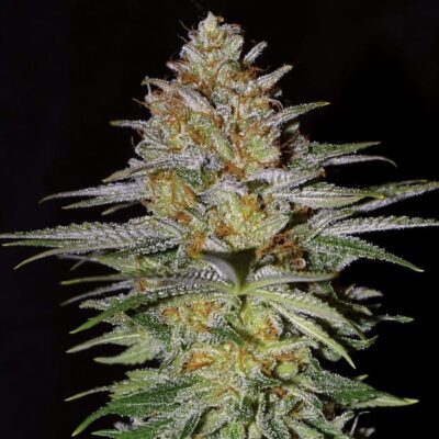Marihuana en españa