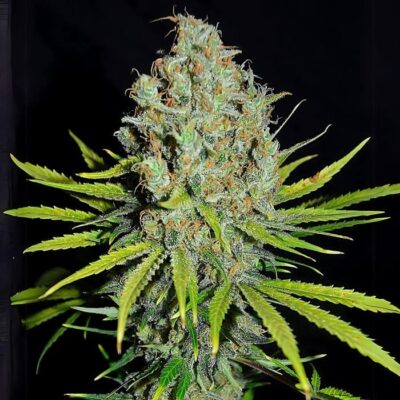 cogollos verdes