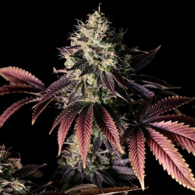Marihuana para concentrarte