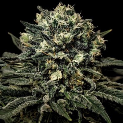 Cogollos de marihuana grandes