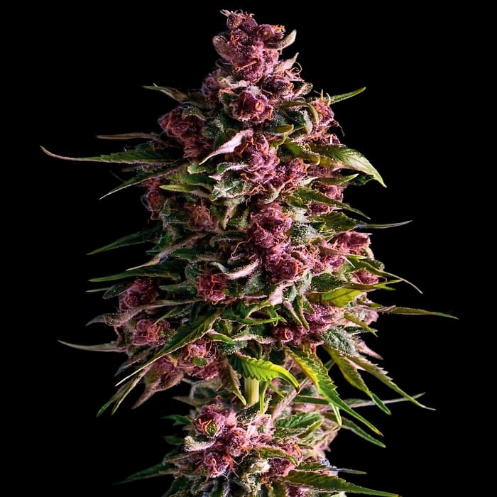 marihuana rosa semillas