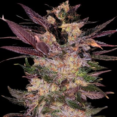 Semilla cannabis lila