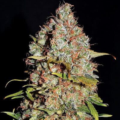 comprar semillas de cannabis online