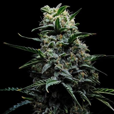 La mejor semilla de cannabis