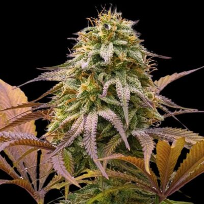 donde encontrar cannabis de calidad en españa