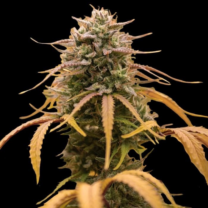semillas de marihuana bonitas