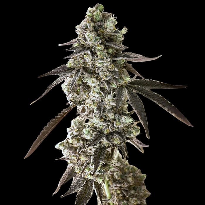 Planta de cannabis de calidad