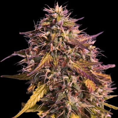 Semilla de cannabis color rosa