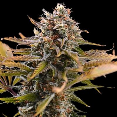 marihuana de calidad